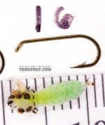Grannom larva.jpg