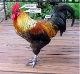 rooster1.jpg