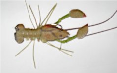 Crayfish 1.jpg