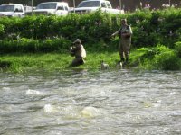 Trout Pointers. Atlantis Boy and Squaretail get some help spotting fish..jpg