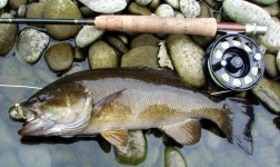 Tunckhannock Creek Bass - 8-14-2011.jpg