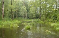 swampstream1.jpg