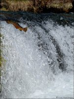 Jumping Trout2.jpg