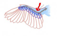 wing feathers2.jpg