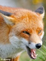 grumpy fox.jpg