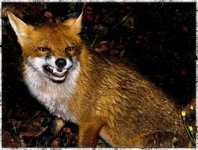 angry-fox.jpg