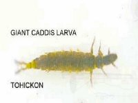 giant caddis larva.jpg