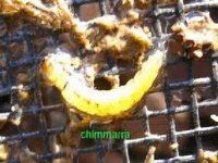 chimmarra larva in net.jpg