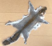 Gray Squirrel skin 1.JPG
