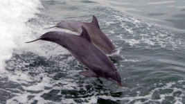 Dolphins NJ.jpg