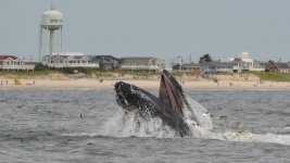 Humpback Whale at the shore.jpg