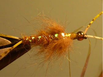 Golden Stonefly