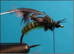 caddis