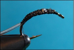 caddis fly
