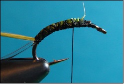 caddis fly