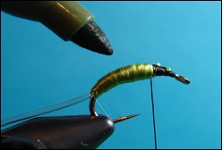 caddis