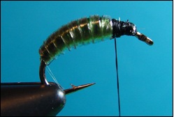 caddis