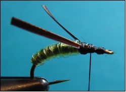 caddis