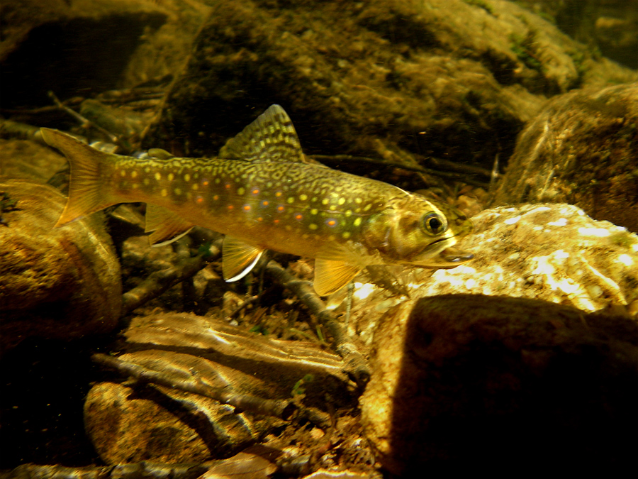 Native Brookie Native Brookie