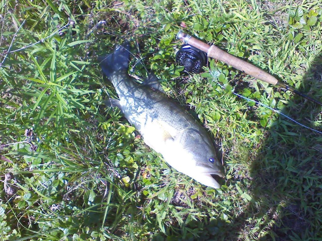 A HoG A HoG