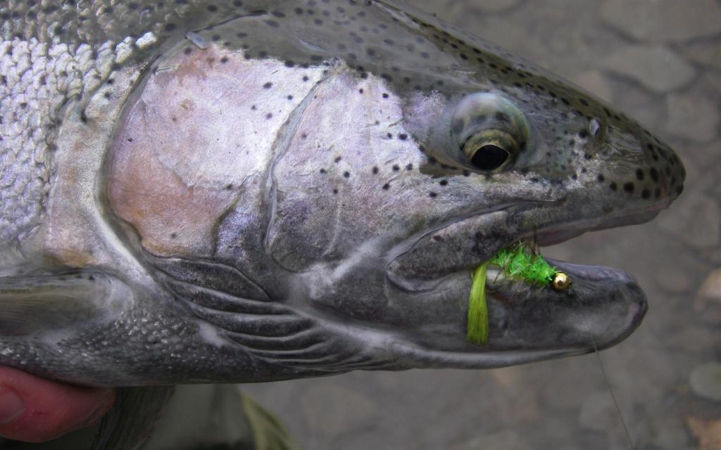 What is that in my mouth? What is that in my mouth?