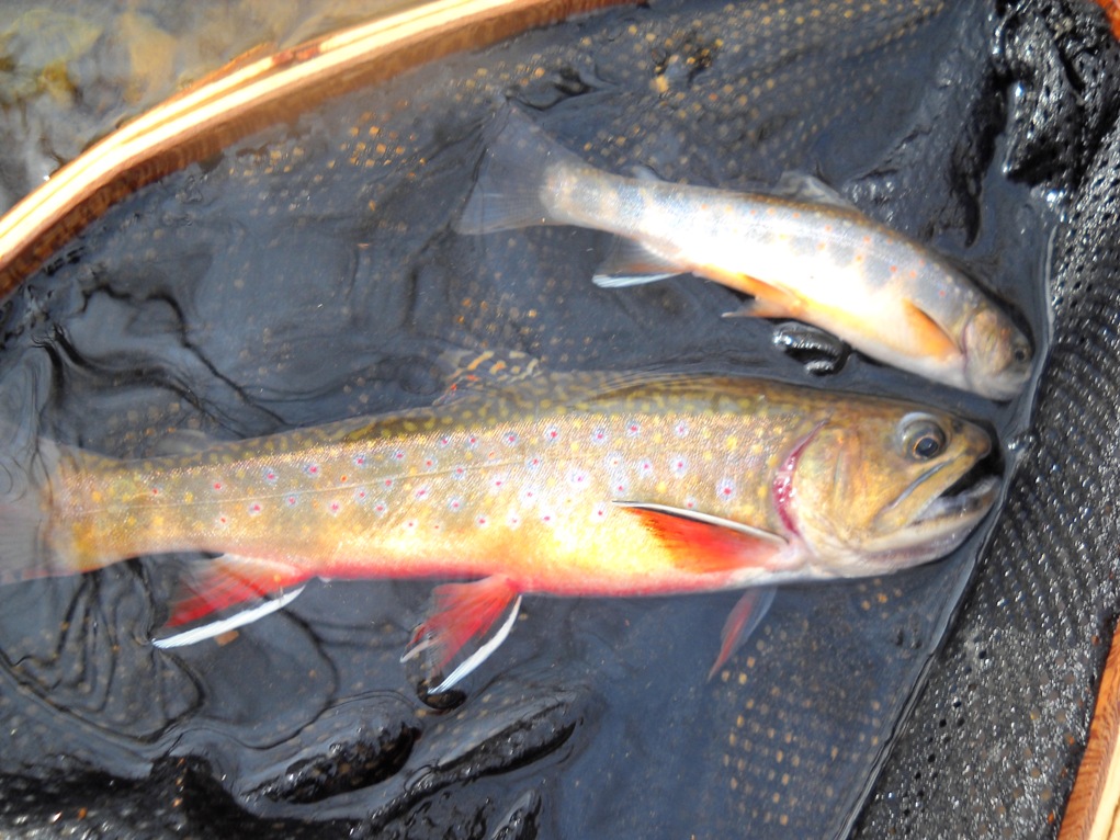 spring brookie double! spring brookie double!