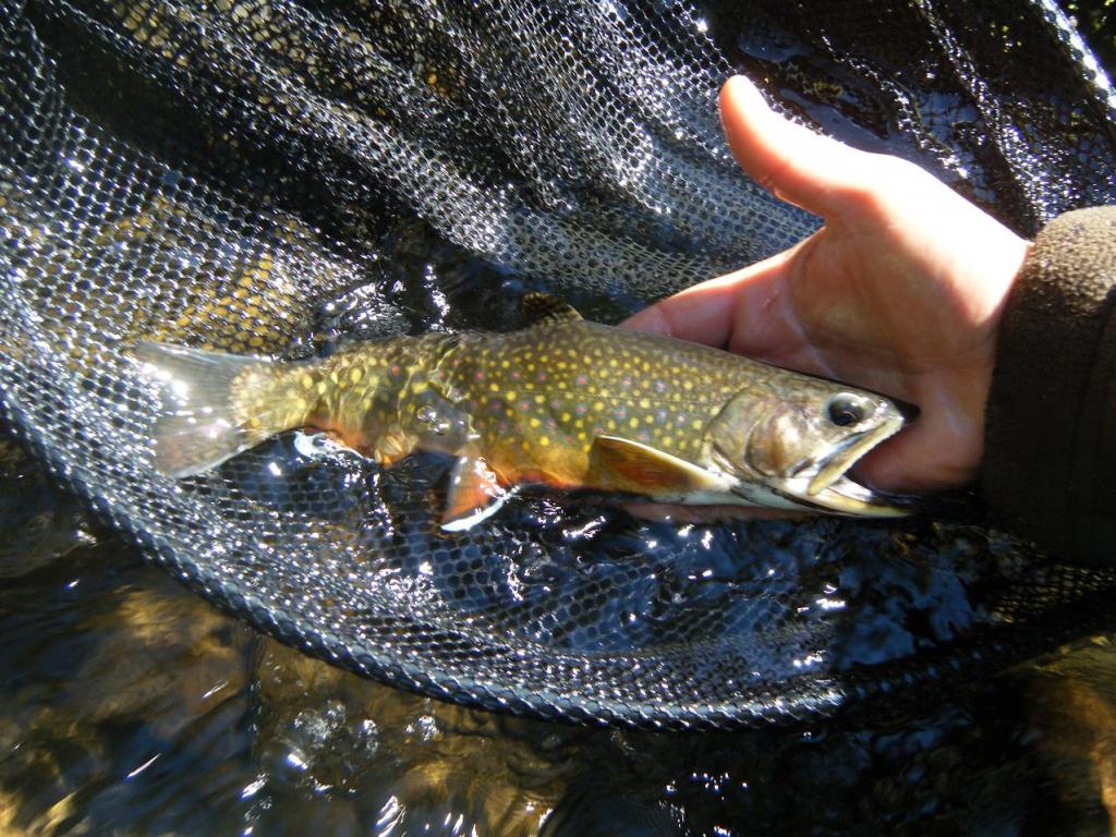 Savage River Native Savage River Native