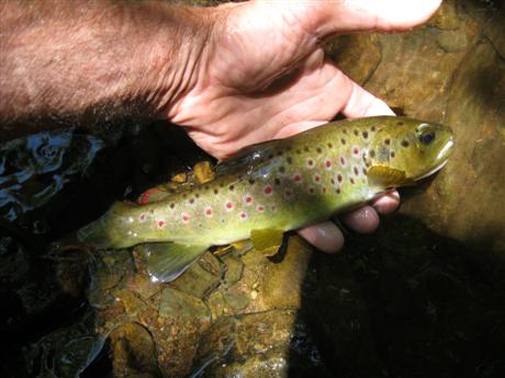 July browns July browns