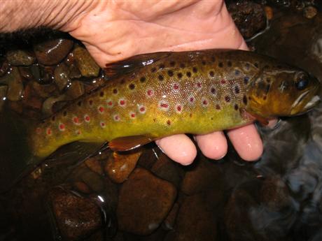 Wild brown Wild brown