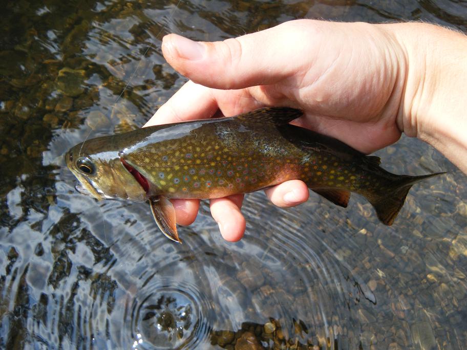 Savage River Brookie Savage River Brookie