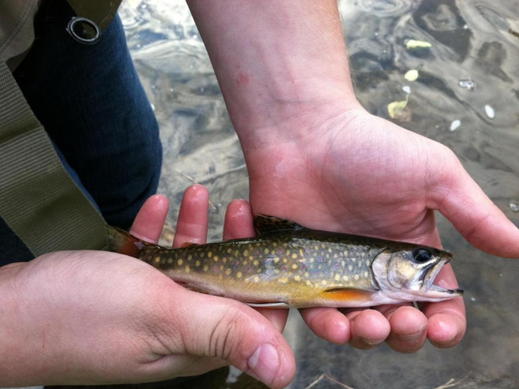 Wild Brook Trout From Chester County Wild Brook Trout From Chester County
