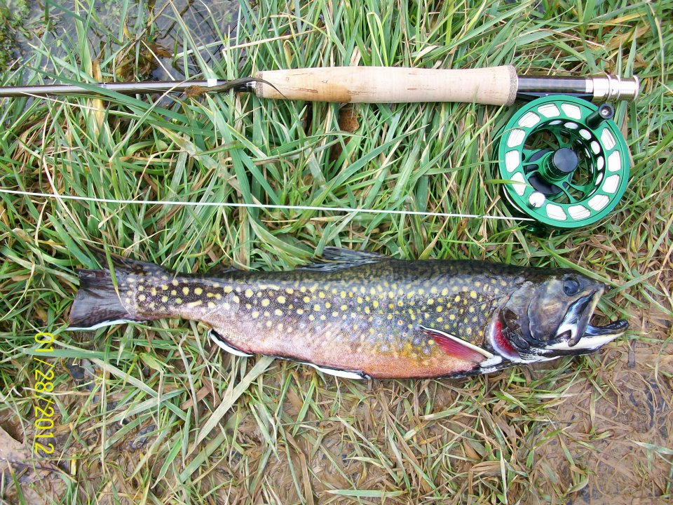 Big Spring brookie Big Spring brookie