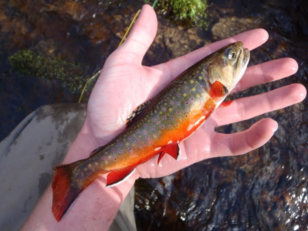 Another brookie from yesterday Another brookie from yesterday