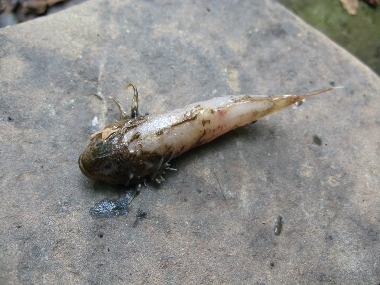 Fish Sculpin2!!! Fish Sculpin2!!!