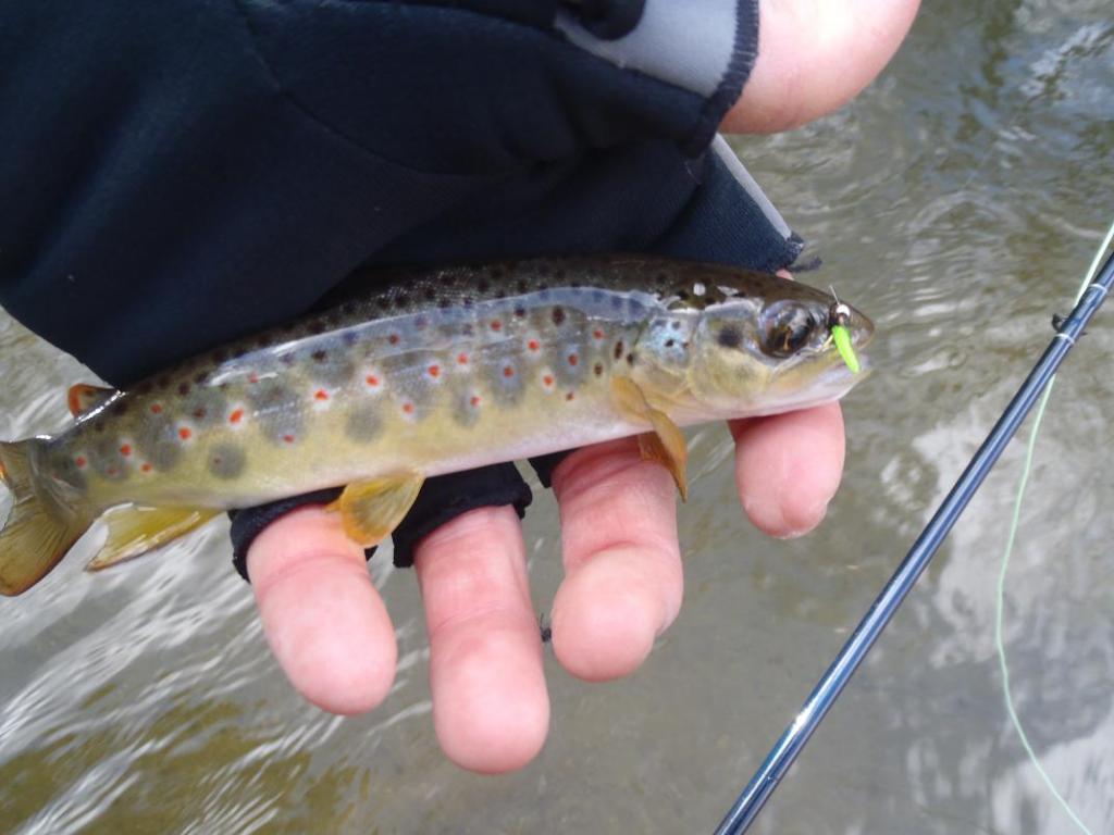 First Gunpowder Wild Brown First Gunpowder Wild Brown