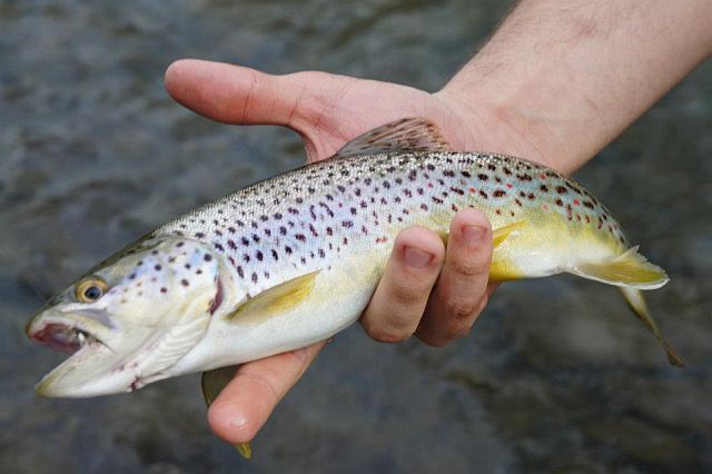 Nice brown closeup Nice brown closeup
