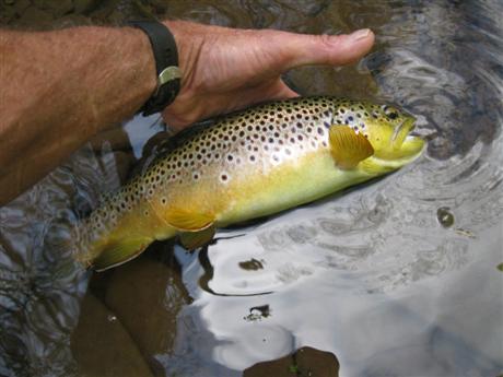 NC wild brown NC wild brown