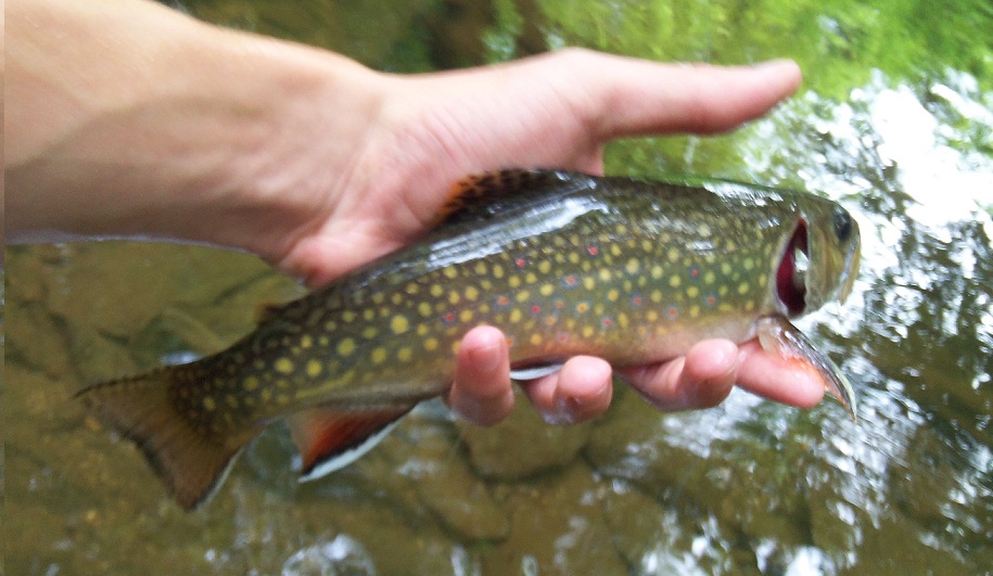 Big pool, big fish Big pool, big fish