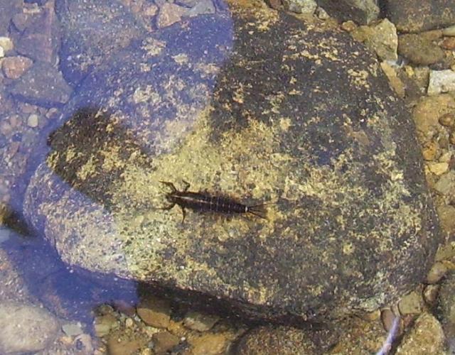 Is this a hex nymph? Is this a hex nymph?
