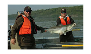 Stripped Bass