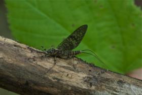 March Brown on Penns Creek