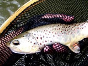 Penn's Brown