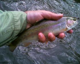 Little J wild (?) rainbow