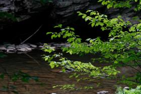 Trough Creek foliage
