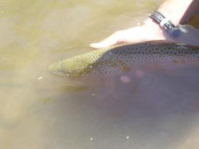 19" Genesse left over Brown