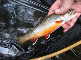 This is what its about, that fish is beautiful!