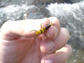 Penns Stonefly