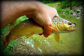 Wild Brown, Valley Creek, Chester County, PA