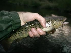 brown on a brown