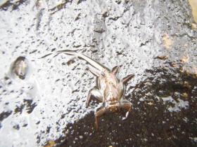 Mayfly Nymph